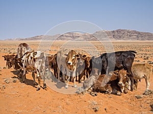 Herd of calfs standing and laying in front of mountains and sand, Damaraland, Namibia, Southern Africa photo