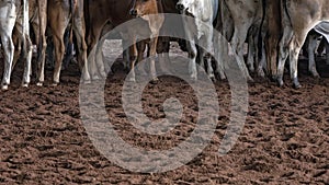 Herd Of Calves In Rodeo Arena