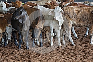 Herd Of Calves In Rodeo Arena