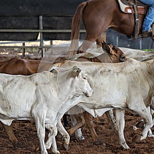 Herd Of Calves In Rodeo Arena