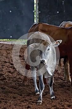 Herd Of Calves In Rodeo Arena