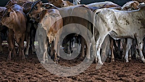 Herd Of Calves In Rodeo Arena