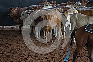 Herd Of Calves In Rodeo Arena