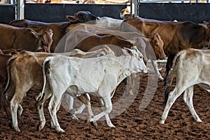 Herd Of Calves In Rodeo Arena