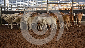 Herd Of Calves In Rodeo Arena