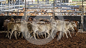 Herd Of Calves In Rodeo Arena