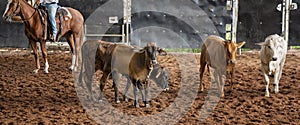 Herd Of Calves In Rodeo Arena