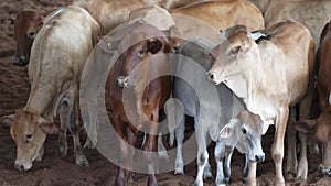 Herd Of Calves In Rodeo Arena