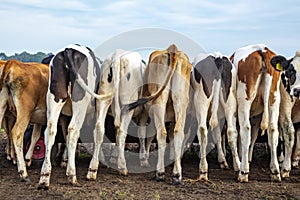 A herd calves in a row, seen from behind, their bums next to each other, eating from a trough on wheels