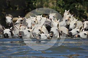 Herd of Camargue horses