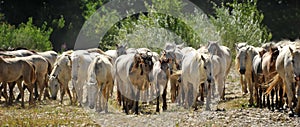 Herd of Camargue horses