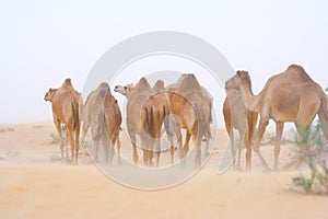 A herd of camels