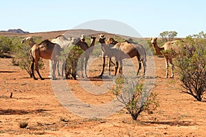 Herd of camels photo