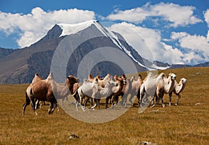 Herd camels against mountain. Altay mountains