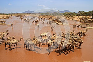 A herd of camels cools in the river on a hot summer day. Kenya, Ethiopia.