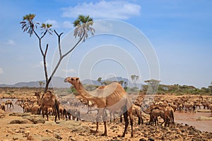 A herd of camels cools in the river on a hot summer day. Kenya, Ethiopia.