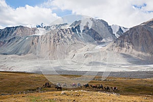 Herd of camels crossing the Altai Tavan Bogd National Park, Mongolia photo