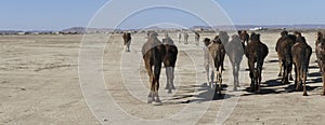 Herd of camels crossing the highway near  Rissani photo