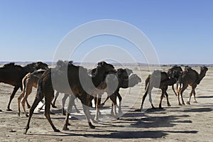 Herd of camels crossing the highway near  Rissani