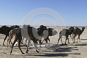 Herd of camels crossing the highway near  Rissani photo