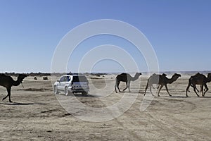 Herd of camels crossing the highway near  Rissani