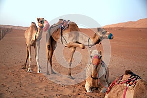 Herd of camels in the desert, at the end of the day, in the warm light of sunset