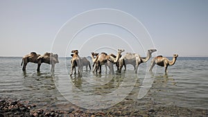 A herd of camels drinks water from a small rain lake in the steppe on a hot summer day. Mongolian landscape.