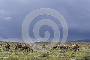Herd of Camels in Mongolia