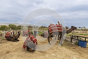 A herd of camels in a pen.