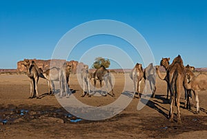 Herd of camels on the Sahara desert. Chad