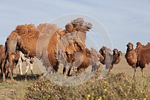 Herd of camels