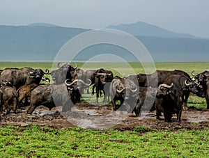 Herd of Cape Buffalo