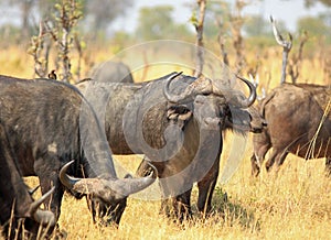 Herd of Cape Buffalo Syncerus caffer on the parched African plains. Hwange