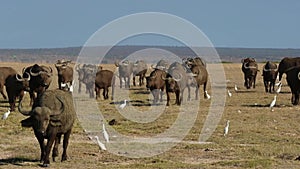 Herd of Cape Buffalo Walking Forward in Africa