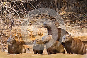 Herd of Capybara from Pantanal, Brazil