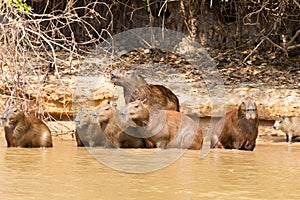 Herd of Capybara from Pantanal, Brazil