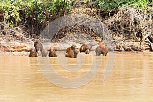 Herd of Capybara from Pantanal, Brazil