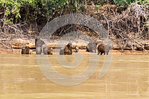 Herd of Capybara from Pantanal, Brazil