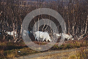 Herd of caribou reindeers pasturing and crossing the road near Nordkapp, Finnmark County, Norway