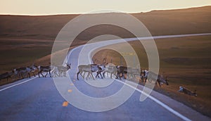 Herd of caribou reindeers pasturing and crossing the road near Nordkapp, Finnmark County, Norway photo