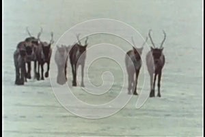 Herd of caribou walking across icy terrain