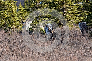 Herd of caribous grazing in a dry field in Denali National Park, Alaska