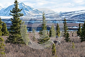 Herd of caribous grazing in a dry field in Denali National Park, Alaska