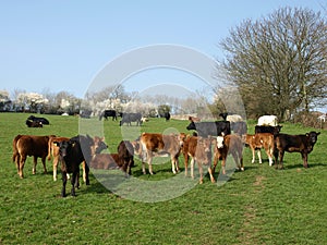 Herd of Cattle