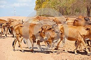 Herd of cattle