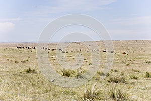 Herd of cattle