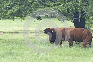 Herd of cattle with bull in beautiful pasture