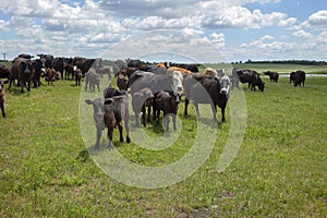 Herd of cattle with cows and calves in a field in South Dakota