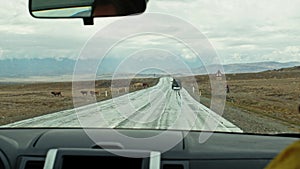 Herd of cattle cross road in front of driving cars in steppe