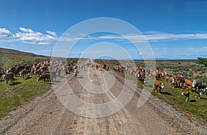 A herd of cattle driven by a vaquero outside Punta Arenas, Chile